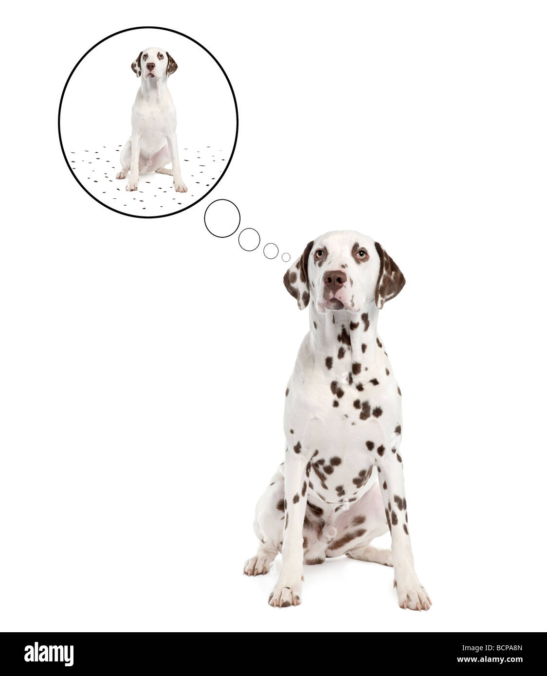 Chien dalmatien effusion ses spots en bulle idée devant un fond blanc, studio shot Banque D'Images