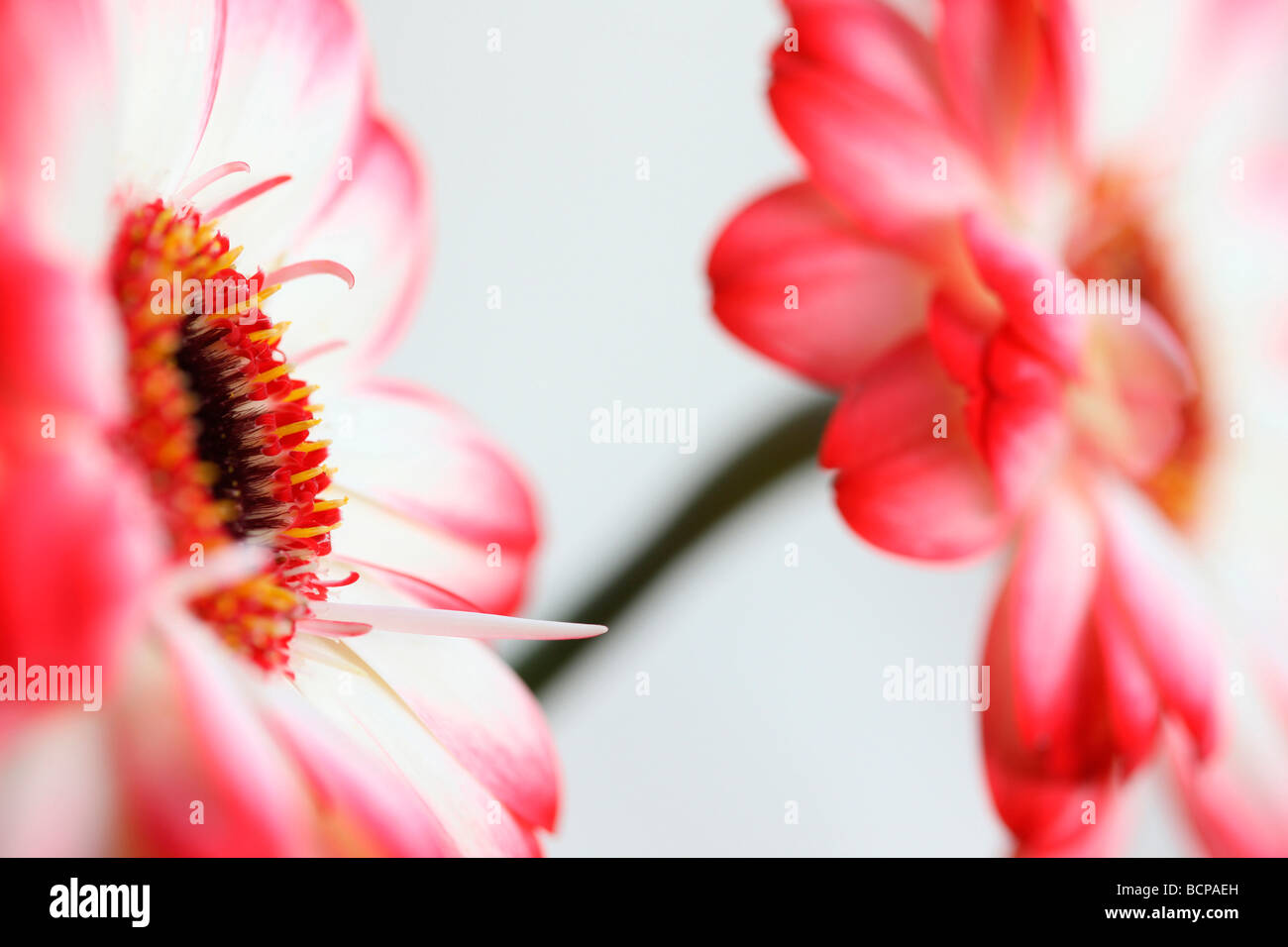 Frais et pur d'une image contemporaine à pointe rouge des gerberas fine art photography Photographie Jane Ann Butler JABP367 Banque D'Images
