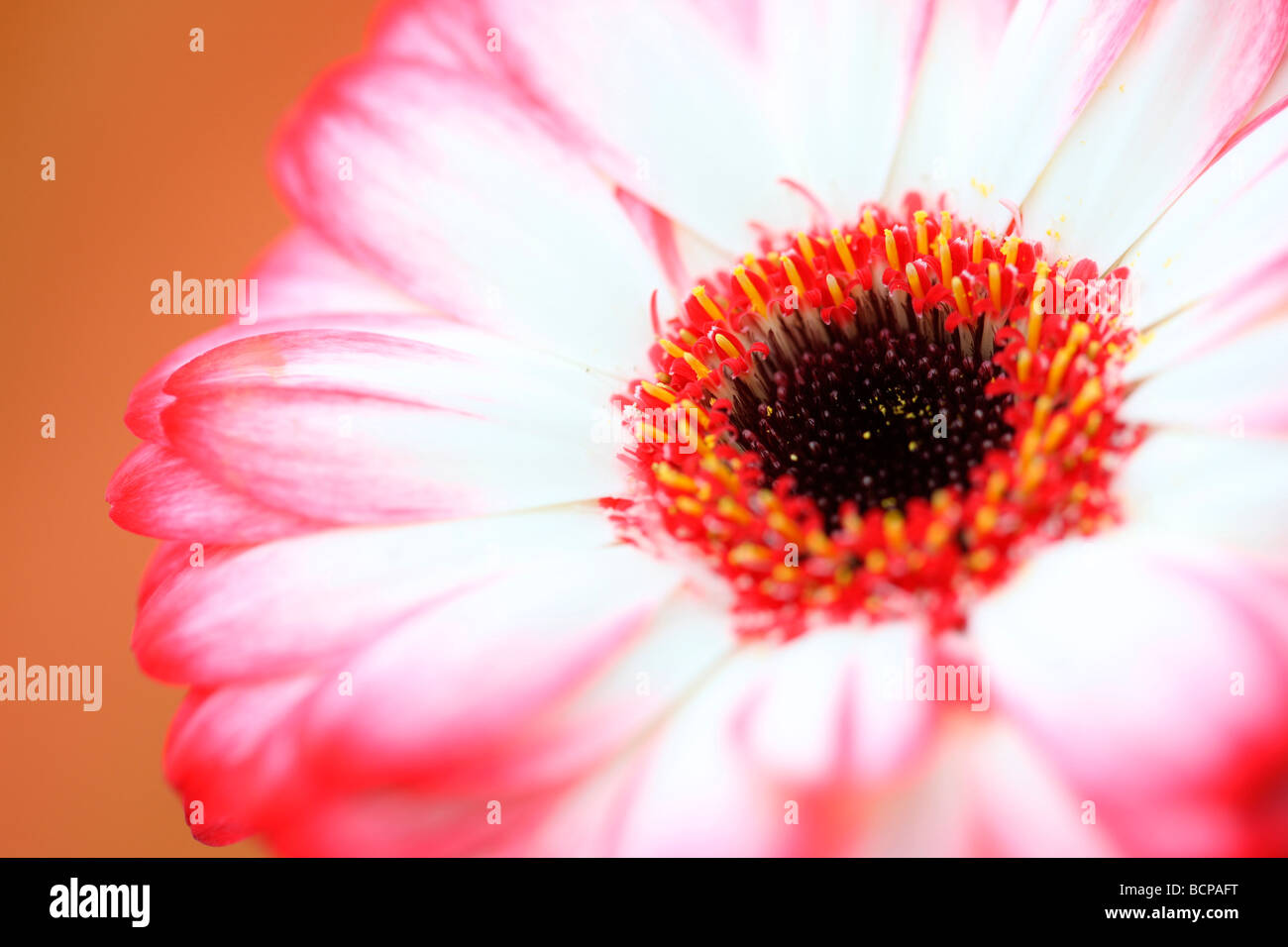 Frais et pur d'une image contemporaine à pointe rouge gerbera fine art photography Photographie Jane Ann Butler JABP368 Banque D'Images