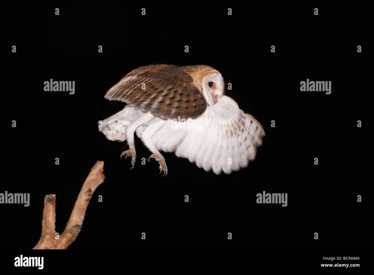 Effraie des clochers Tyto alba Israël été Juillet 2009 Banque D'Images