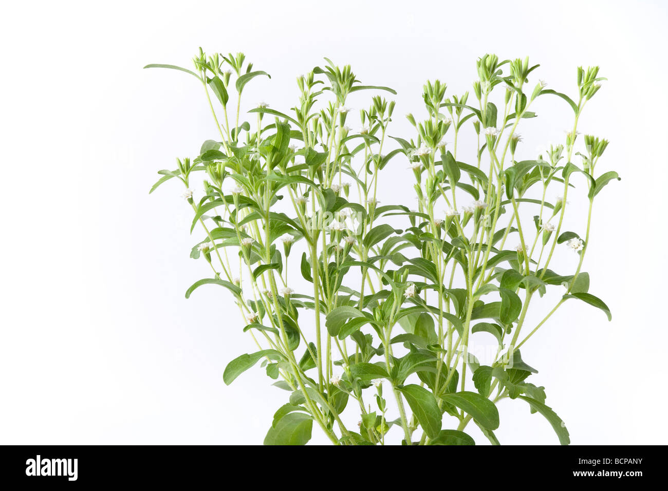 Sweet Leaf du Paraguay Stevia rebaudiana Banque D'Images