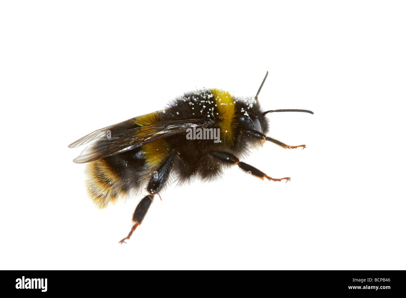 Bumble Bee Banque D'Images