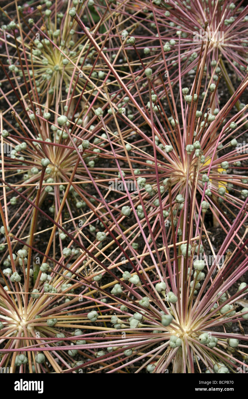 L'ail de Schubert Allium schubertii prises à Croxteth Hall jardin clos, Liverpool, Angleterre, Royaume-Uni Banque D'Images