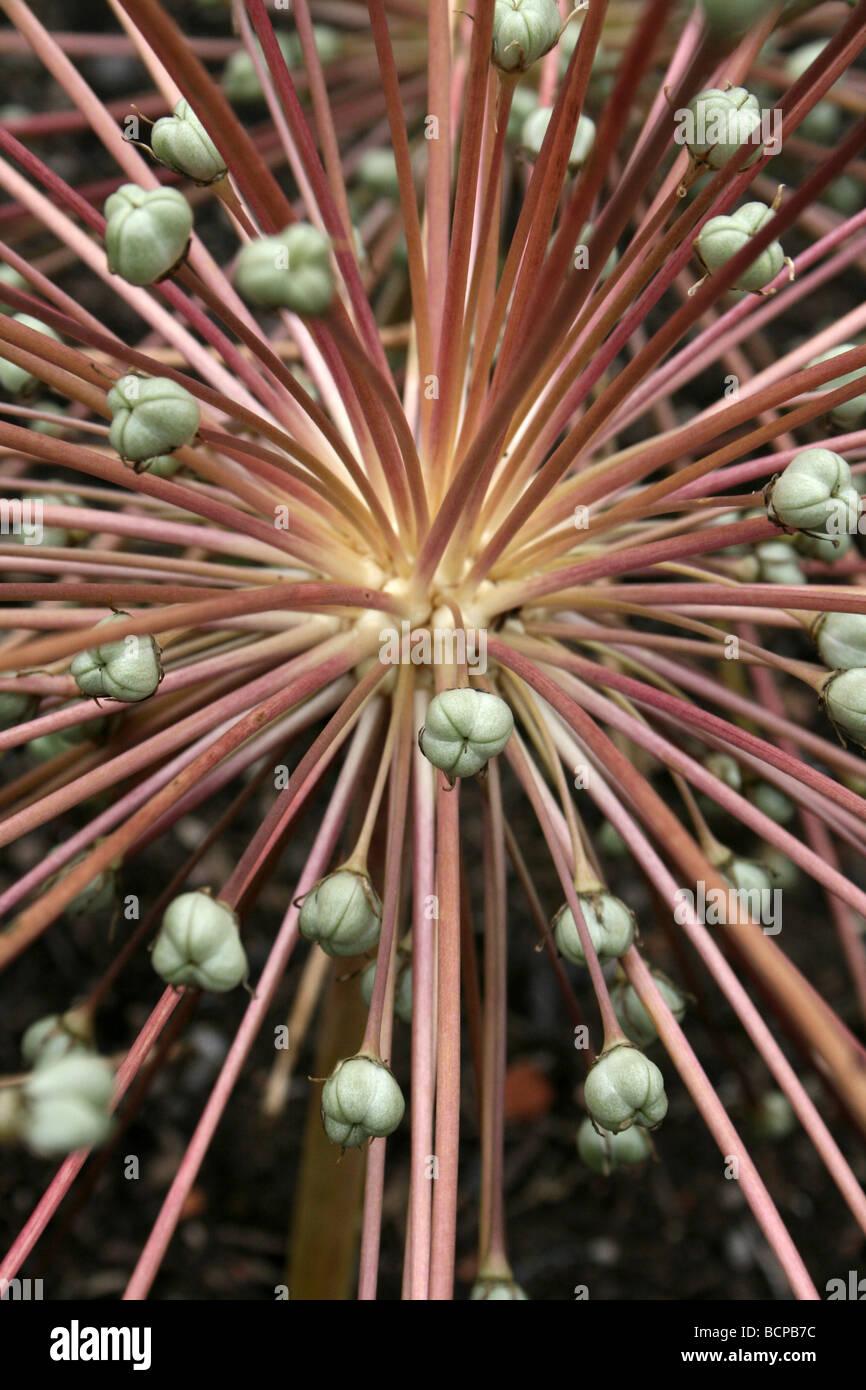 L'ail de Schubert Allium schubertii prises à Croxteth Hall jardin clos, Liverpool, Angleterre, Royaume-Uni Banque D'Images