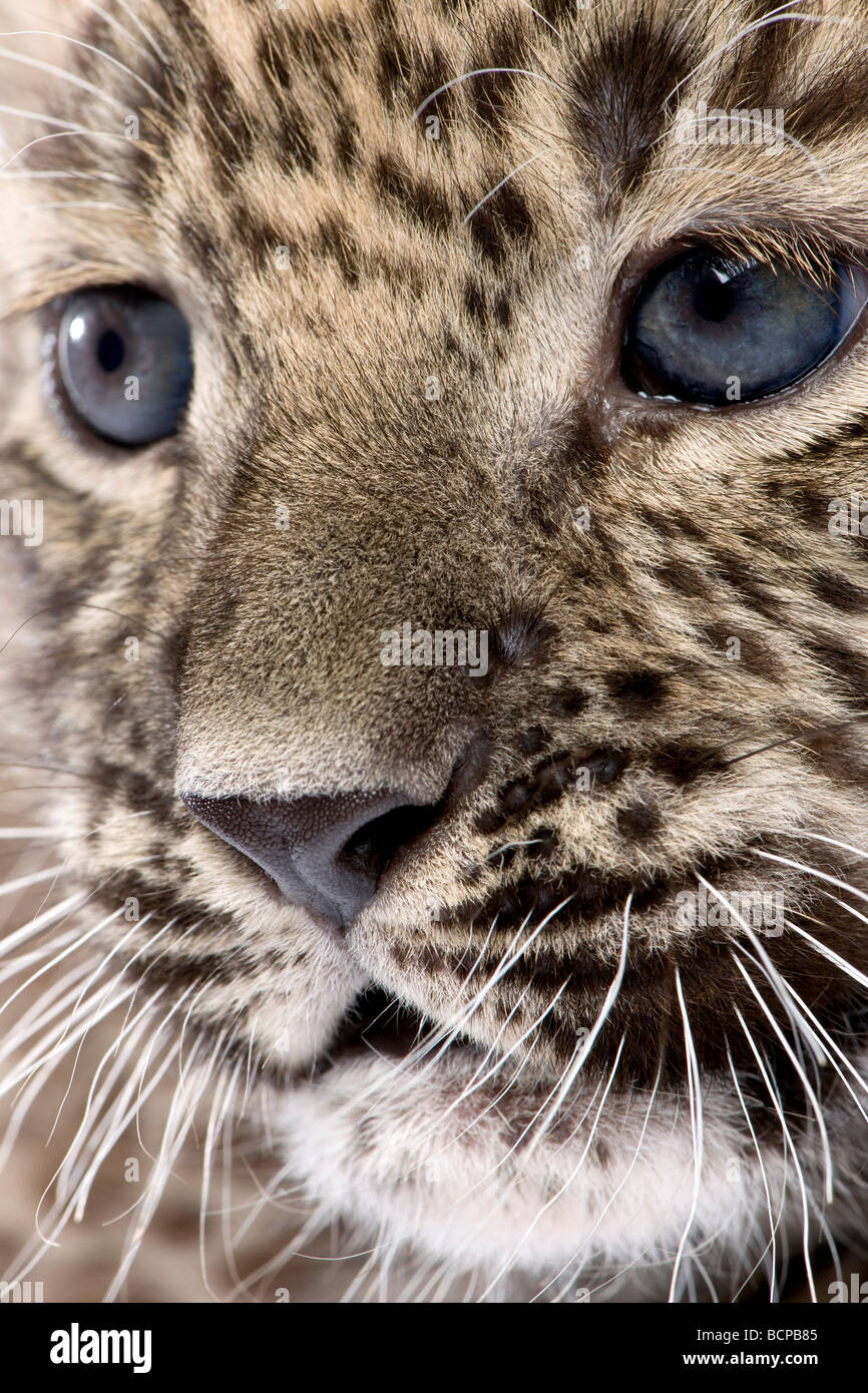 Gros plan sur un Persian leopard Cub, 6 semaines, devant un fond blanc, studio shot Banque D'Images