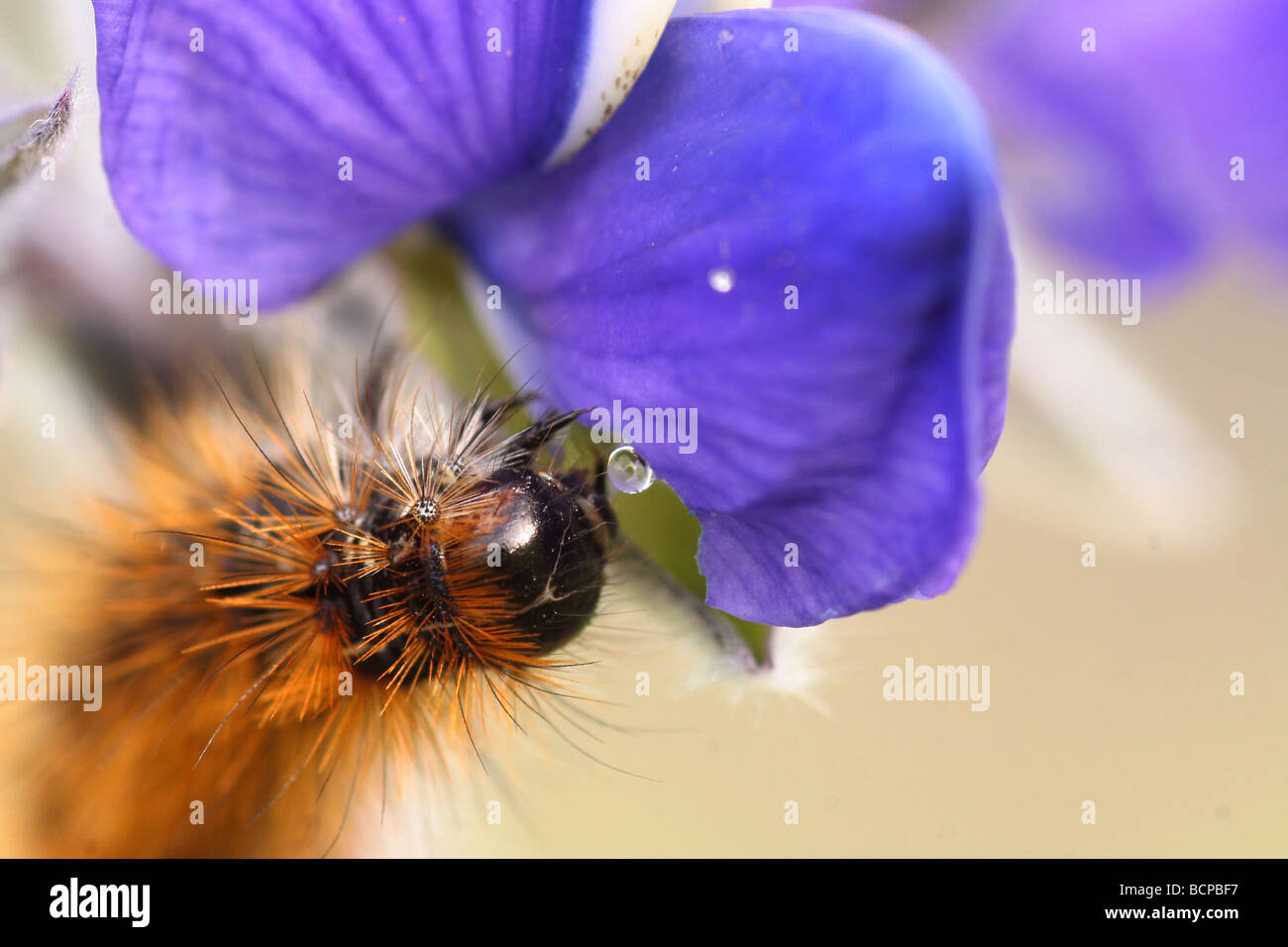 Sur un loewii Ocnogyna Caterpillar lupin bleu Lupinus pilosus Israël Banque D'Images
