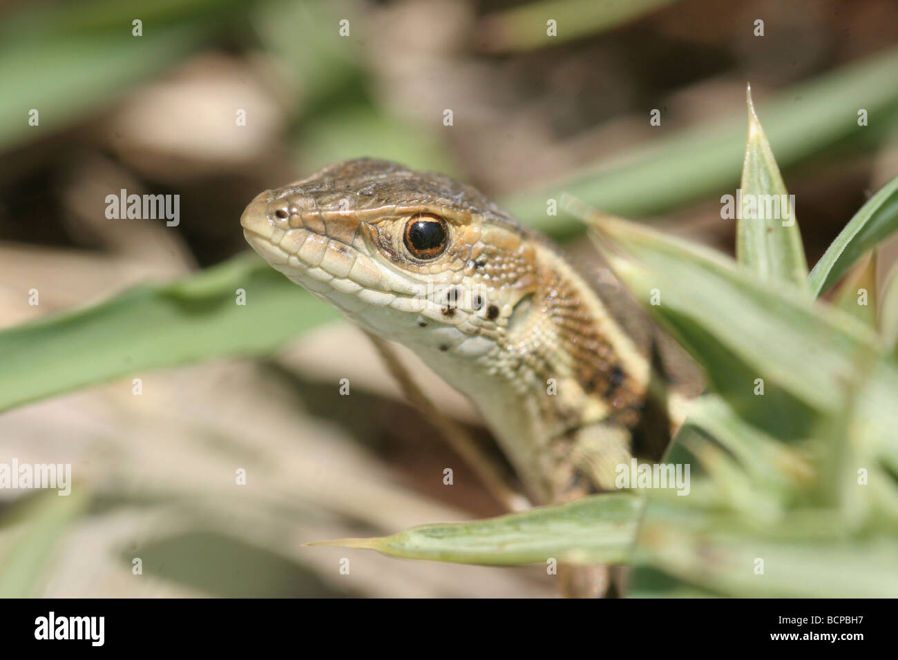 Lézard aux yeux de serpent Ophisops elegans Israël Banque D'Images