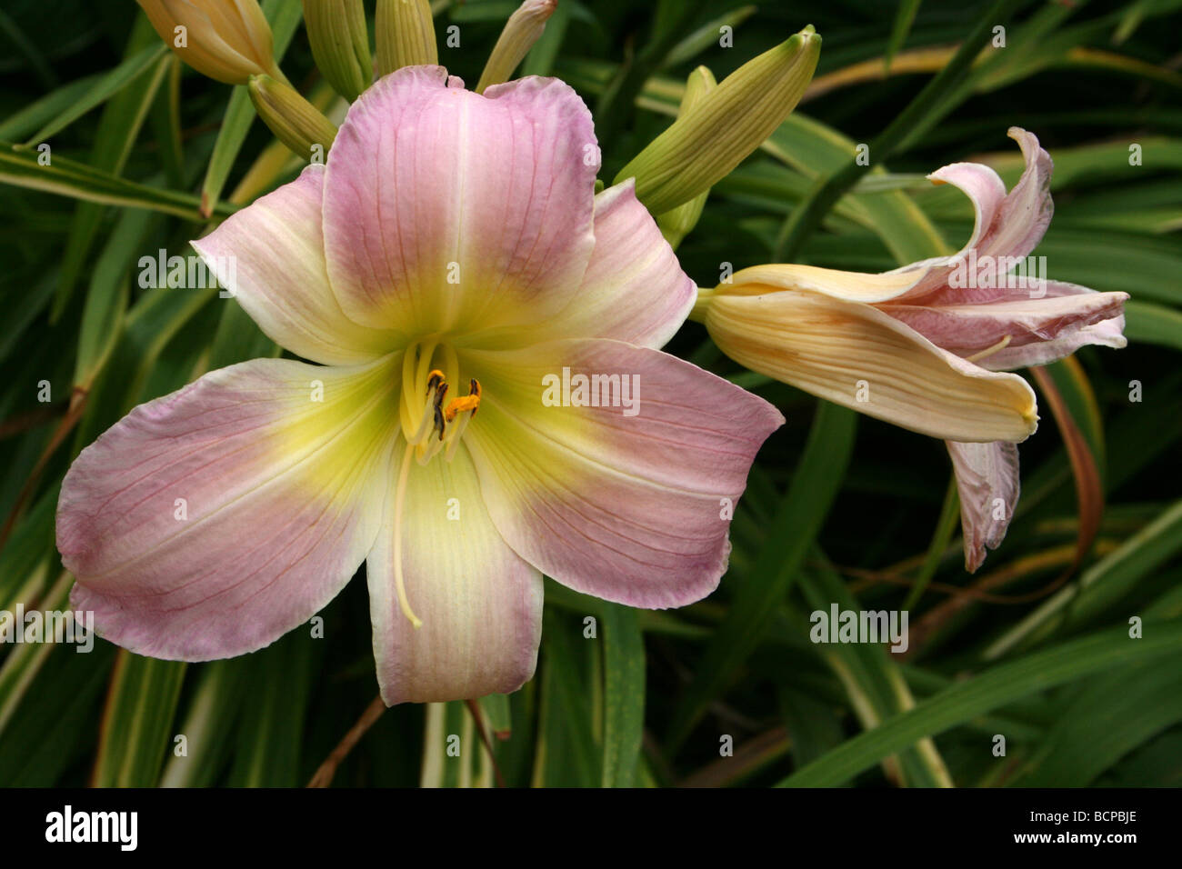 Hémérocalle rose Hemerocallis 'Catherine Woodbury' pris dans Croxteth Hall jardin clos, Liverpool, Angleterre, Royaume-Uni Banque D'Images