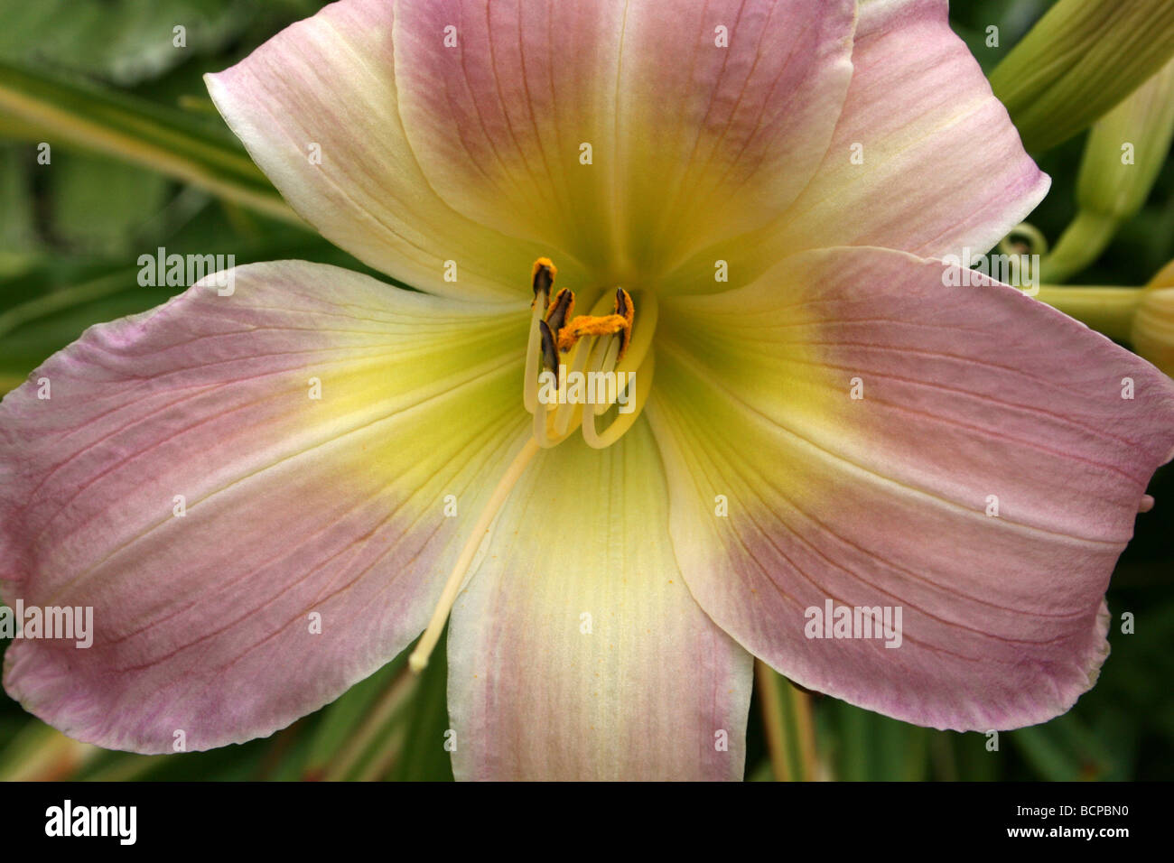 Hémérocalle rose Hemerocallis 'Catherine Woodbury' pris dans Croxteth Hall jardin clos, Liverpool, Angleterre, Royaume-Uni Banque D'Images