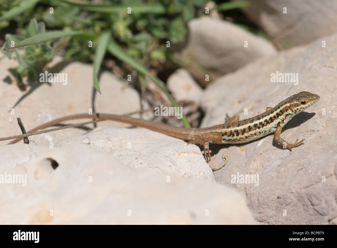 Lézard aux yeux de serpent Ophisops elegans Israël Banque D'Images