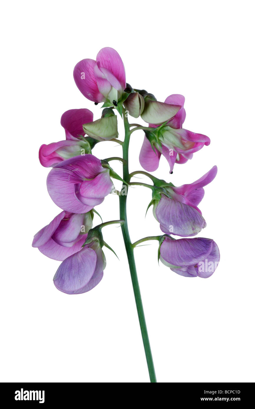 Lathyrus latifolius pois de Banque D'Images