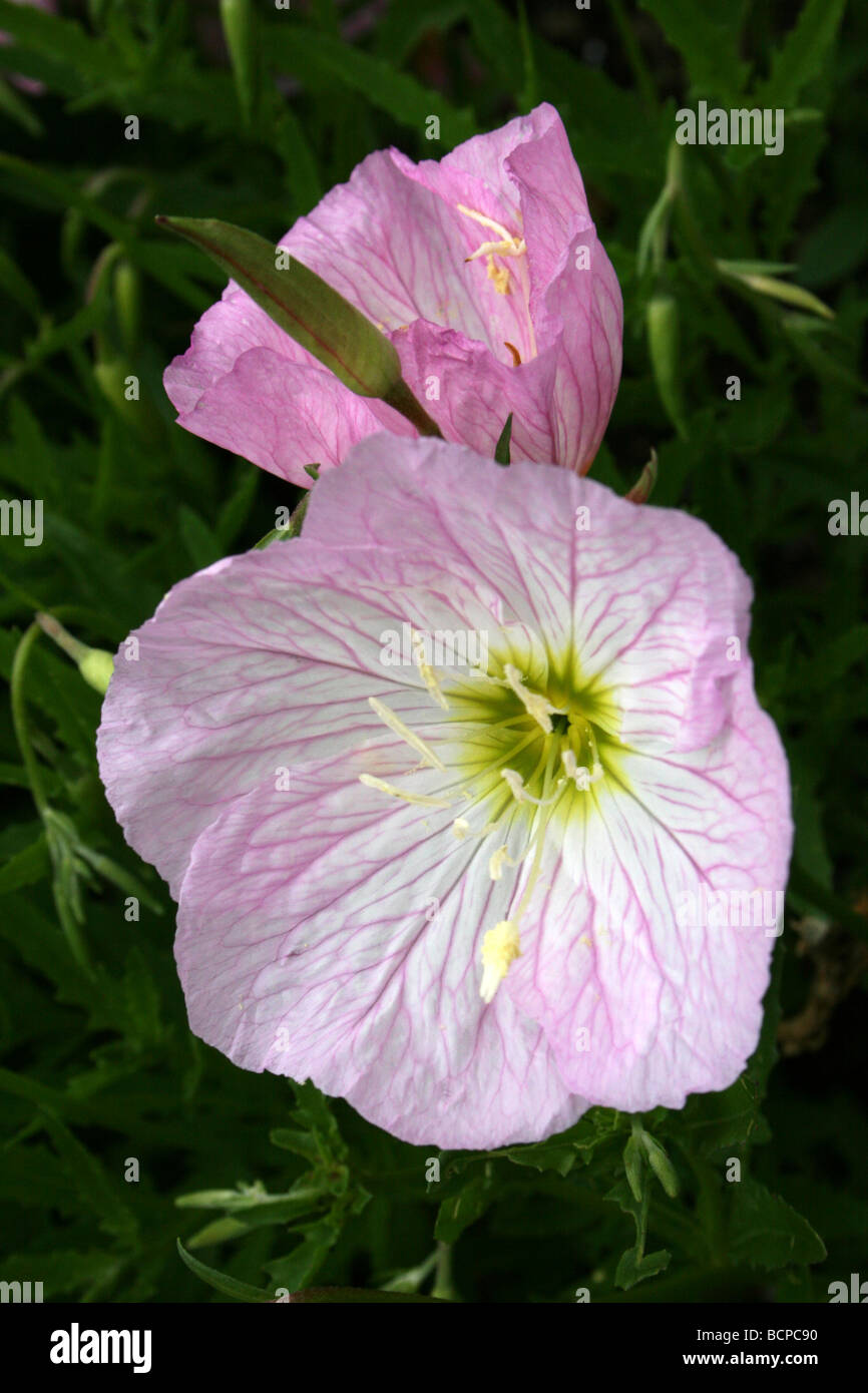 Primrose Oenothera speciosa rose pris dans Croxteth Hall jardin clos, Liverpool, Angleterre, Royaume-Uni Banque D'Images