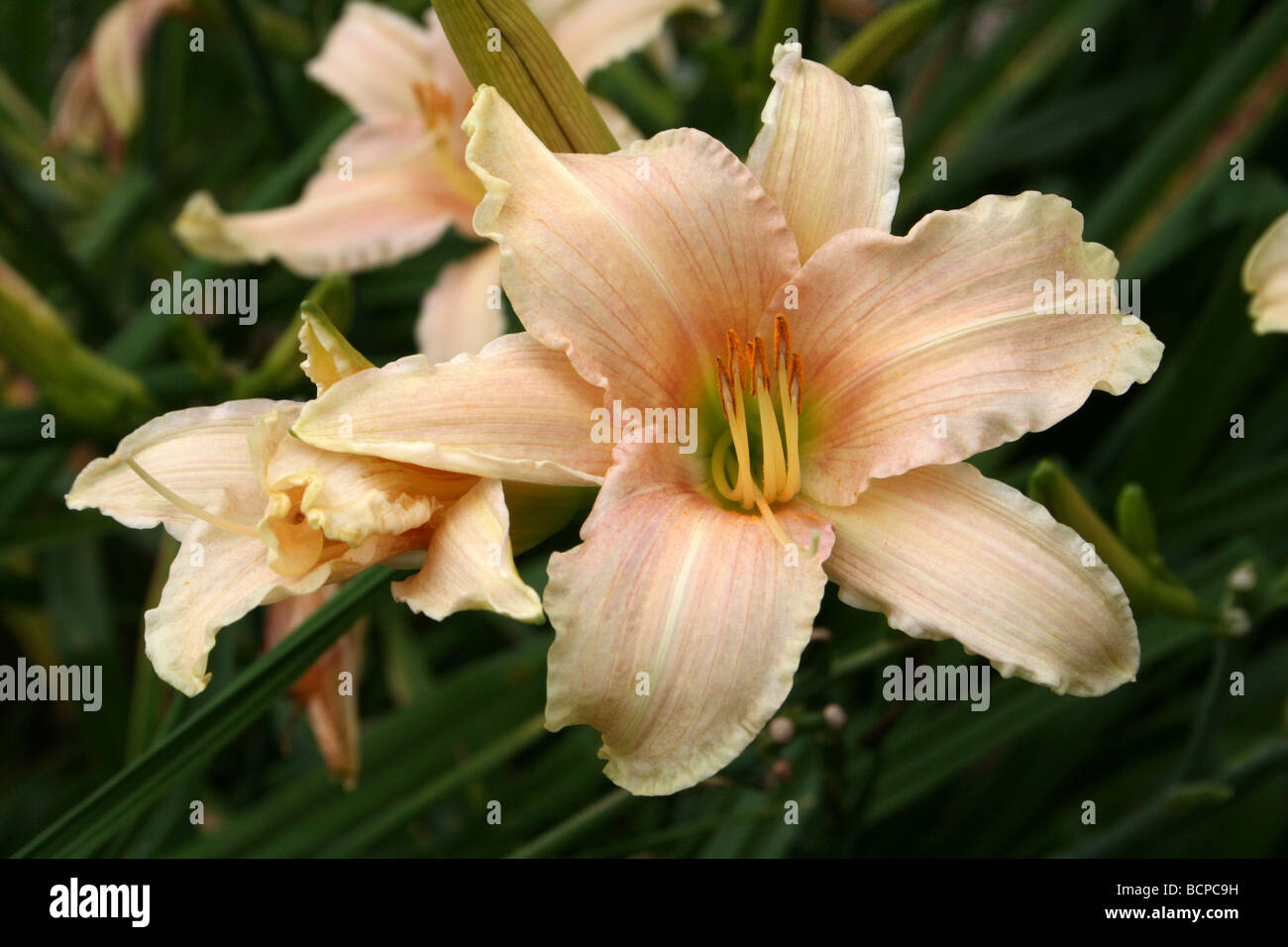 Hémérocalle Hemerocallis 'Nob Hill" que Croxteth Hall jardin clos, Liverpool, Angleterre, Royaume-Uni Banque D'Images
