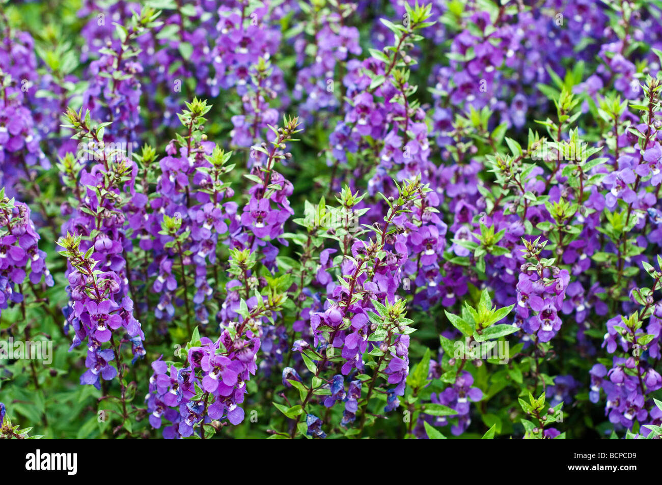 Angelonia angustifolia mauve ou été muflier Banque D'Images