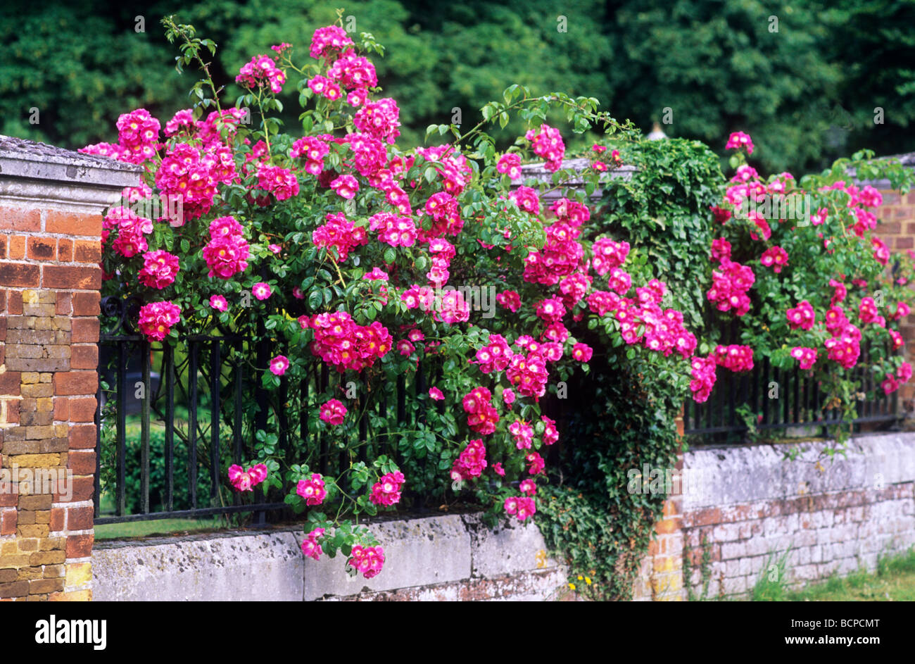 Rosa 'pilier américain croissant au fil des fleurs rose rouge balustrades rambling rose fleurs roses grimpantes plantes de jardin Banque D'Images