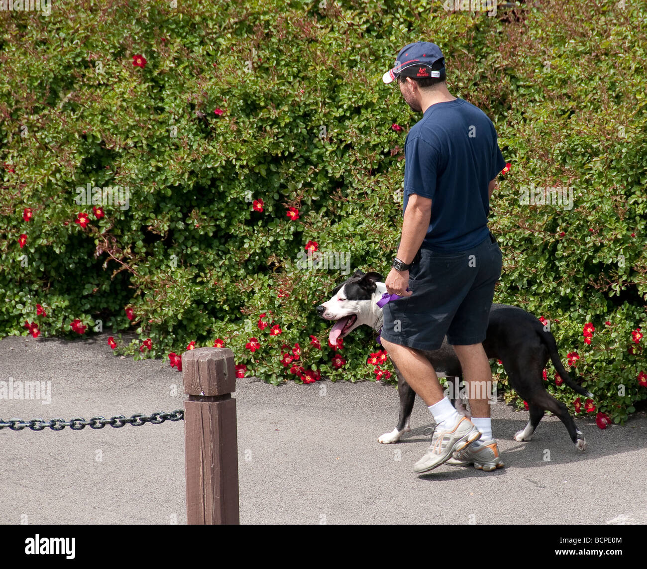 Man Walking dog sur sentier du parc. Banque D'Images