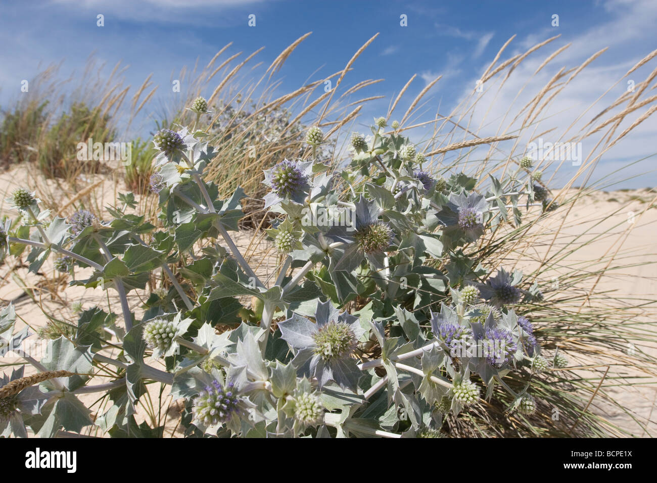 La végétation des dunes de sable ibérique Comporta Banque D'Images