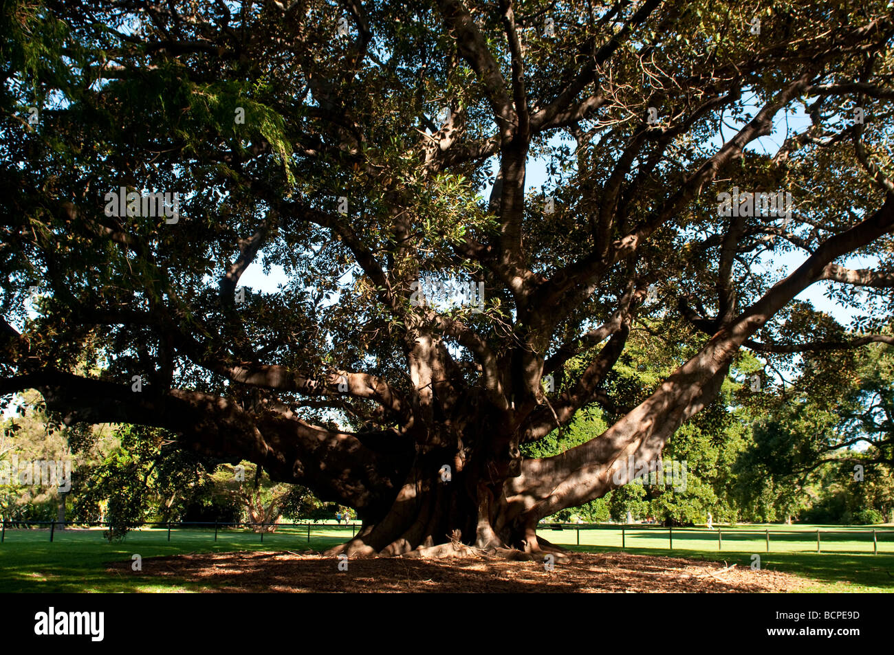 Moreton Bay Fig Ficus macrophylla, étranglant fig tree, Royal Botanic Gardens Sydney NSW Australie Banque D'Images