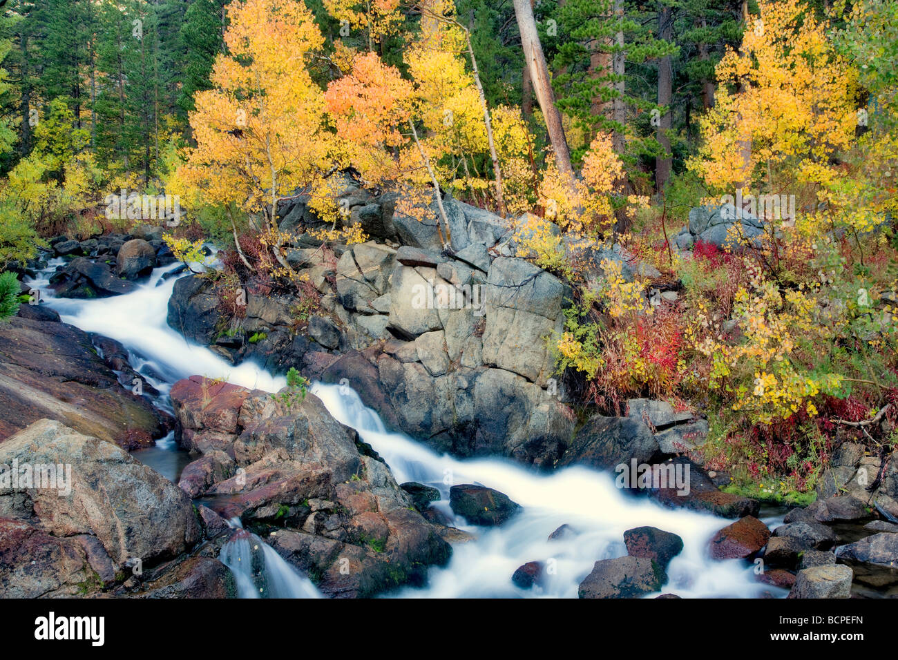 South Fork Bishop Creek avec couleur automne trembles Inyo National Forest Eastern Sierras Californie Banque D'Images