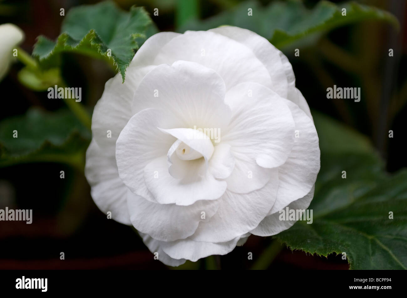 Begonia DIANA WYNYARD Banque D'Images
