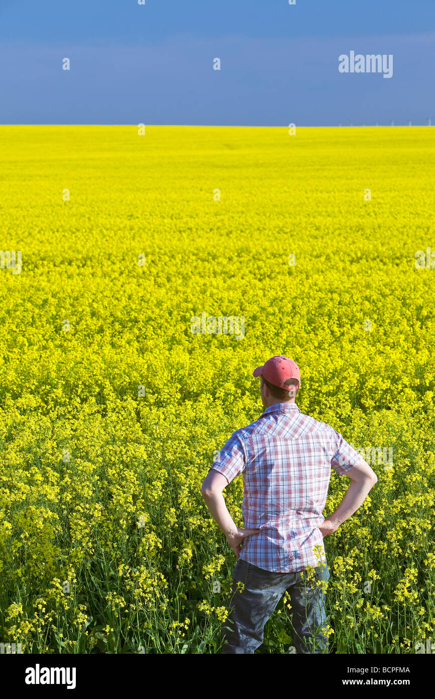 Agriculteur sur un champ de canola culture, Pembina Valley, près de Treherne, Manitoba, Canada. Banque D'Images