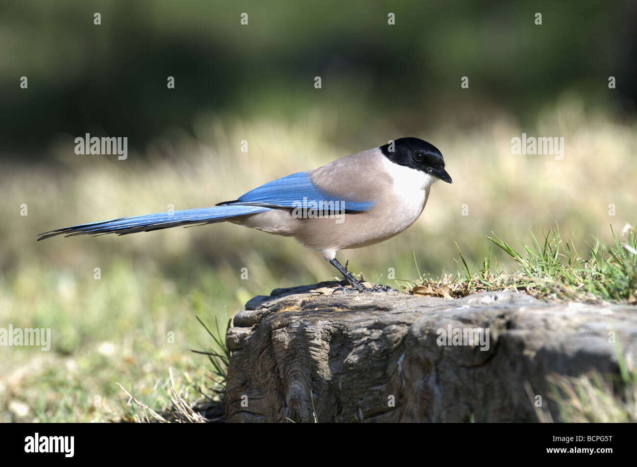 AZURE- PIE CYANOPICA CYANUS AILÉ SUR SOUCHE D'ARBRE EXTREMEDURA ESPAGNE Banque D'Images