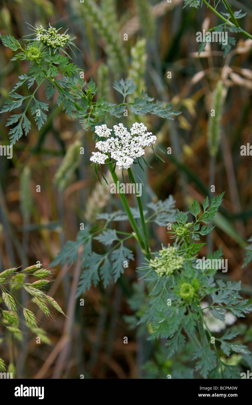 Persil Aethusa cynapium, imbéciles, Apiaceae, Umbelliferae Banque D'Images