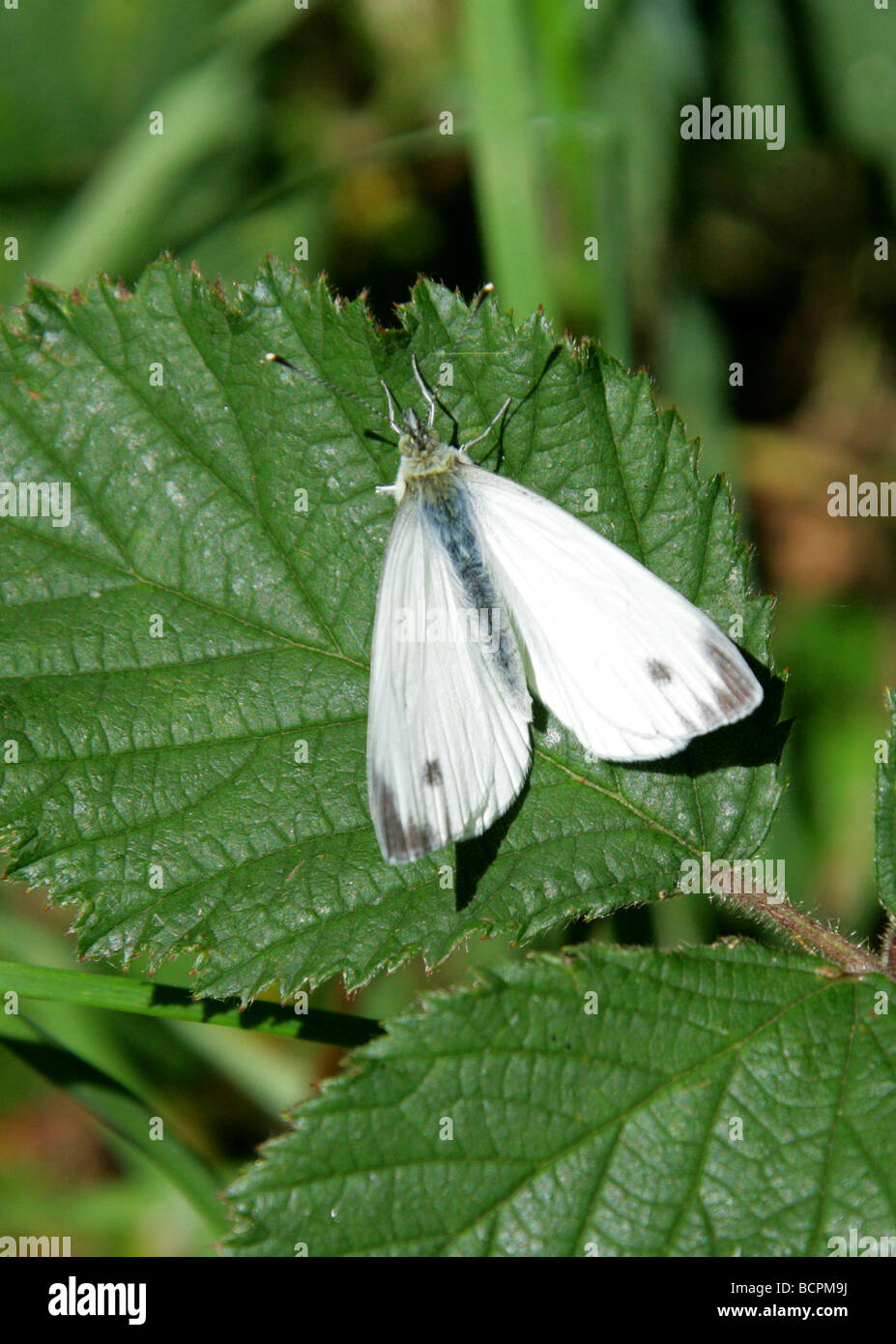 Petit papillon blanc aka petit papillon blanc du chou, Pieris rapae, Pieridae, UK Banque D'Images