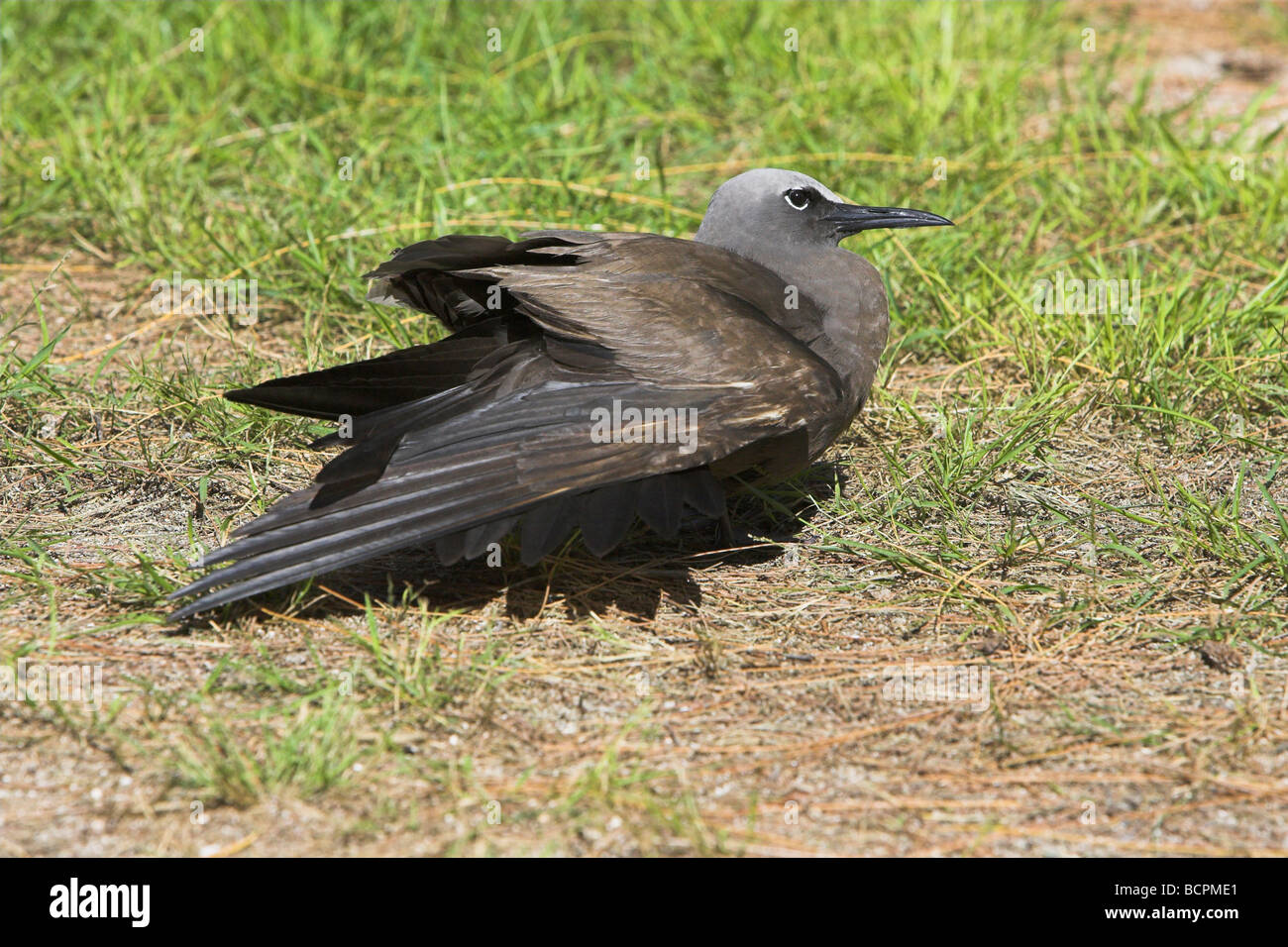 (Commun) Brown Noddy Anous stolidus bronzer sur Bird Island, Seychelles en avril. Banque D'Images