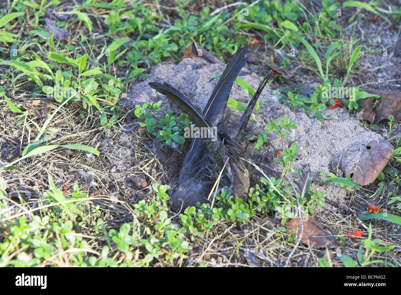 (Commun) Brown Noddy Anous stolidus moitié enterré dans le terrier du crabe sur Bird Island, Seychelles en avril. Banque D'Images