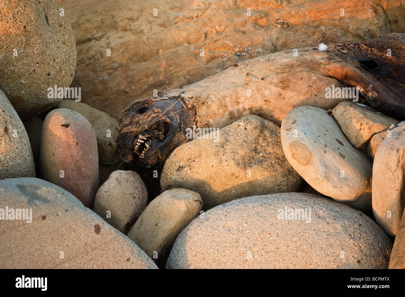 De bébés phoques morts sur les côtes rocheuses, Sonoma County, Californie Banque D'Images