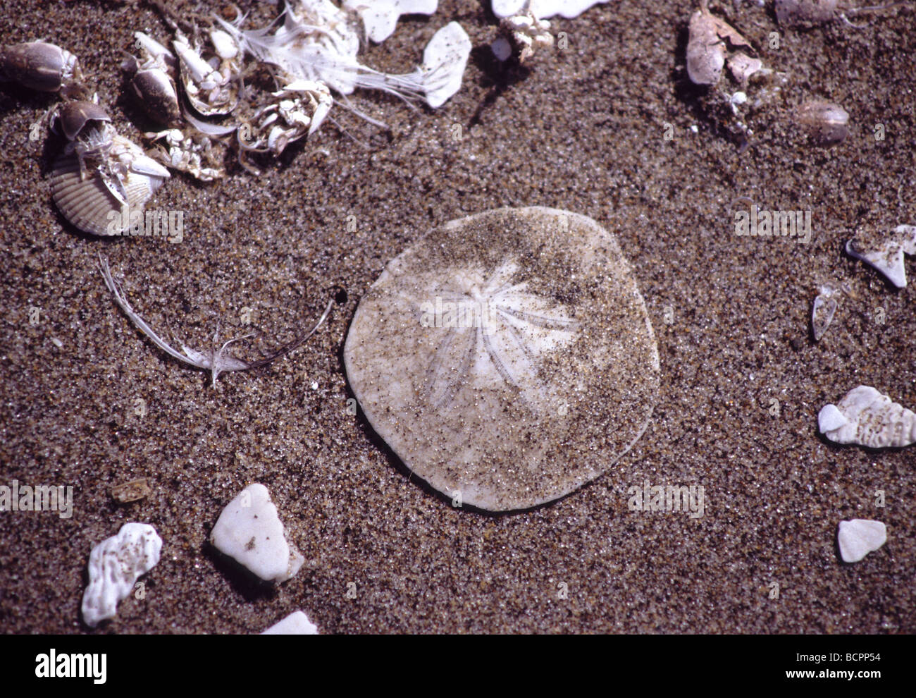 Sand Dollar Dendraster excentricus sur Ocean Beach à San Francisco California USA Banque D'Images