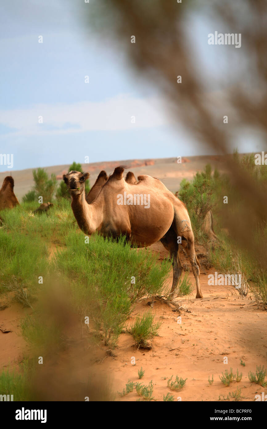 Le pâturage des chameaux dans le Gobi tree-saxaul forest, South Gobi, Mongolie Banque D'Images