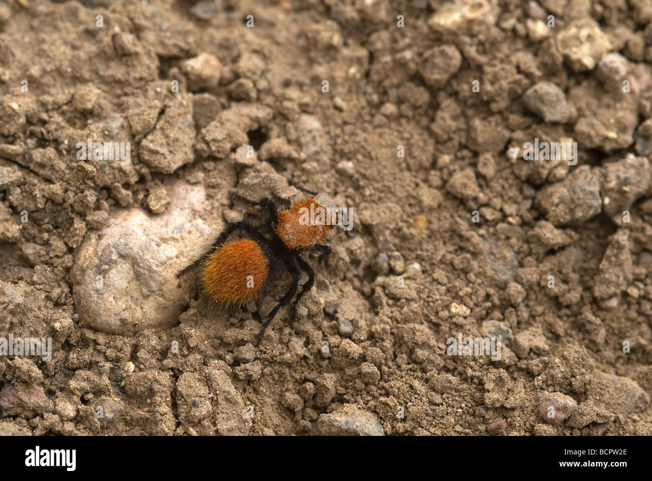 Dasymutilla Ant velours Rio Grande Comté Colorado USA Banque D'Images