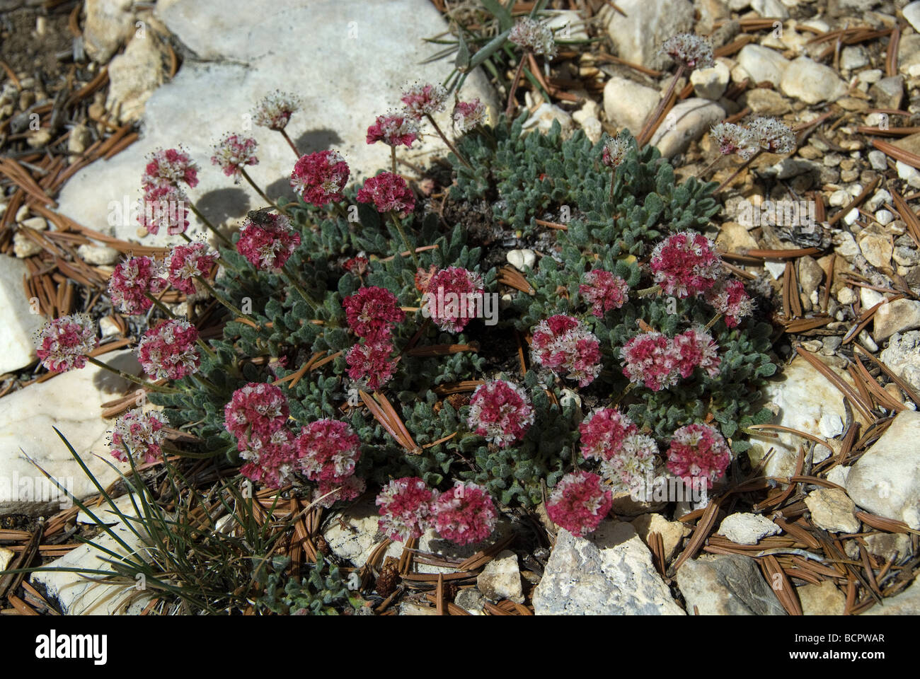 Eriogonum ovalifolium Sarrasin coussin ancien Patriarche Grove Bristlecone Pine Forest California USA Banque D'Images