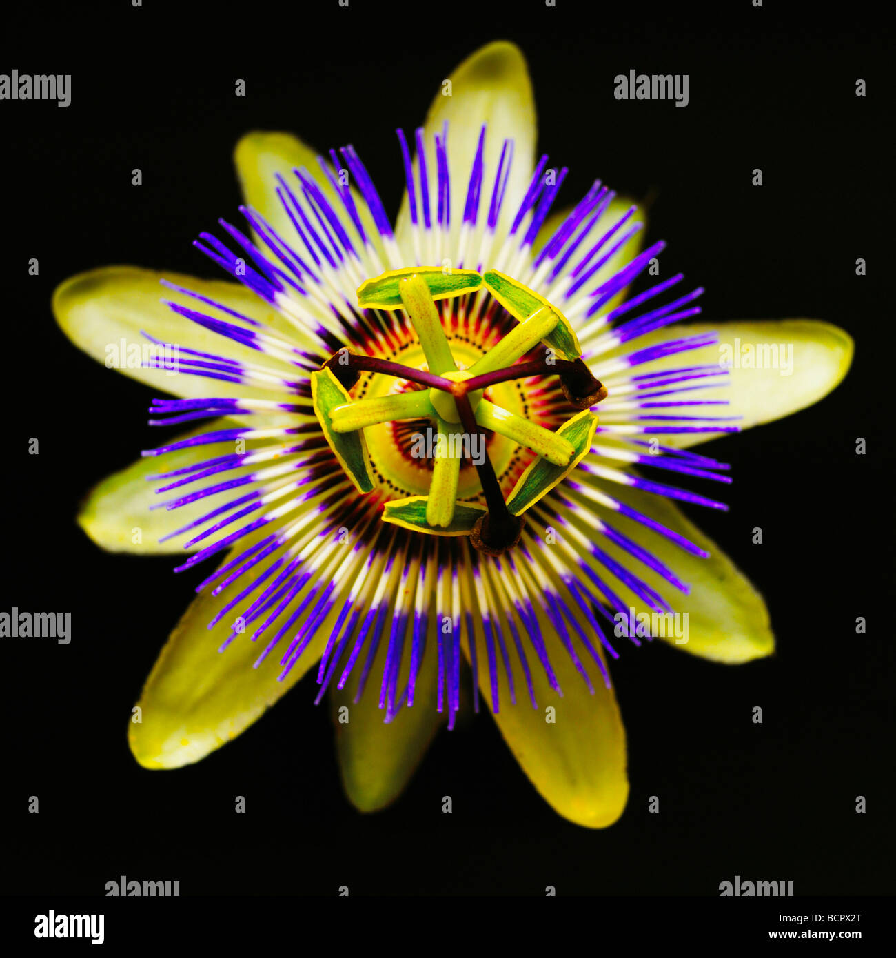 Passiflore, passiflore, vue de dessus d'un jaune et violet fleur symétrique sur un fond noir, Banque D'Images