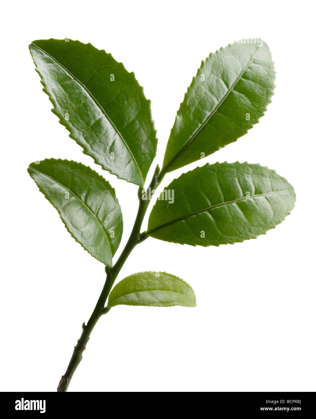 Le Camellia sinensis, le thé des feuilles sur une branche sur un fond blanc. Banque D'Images