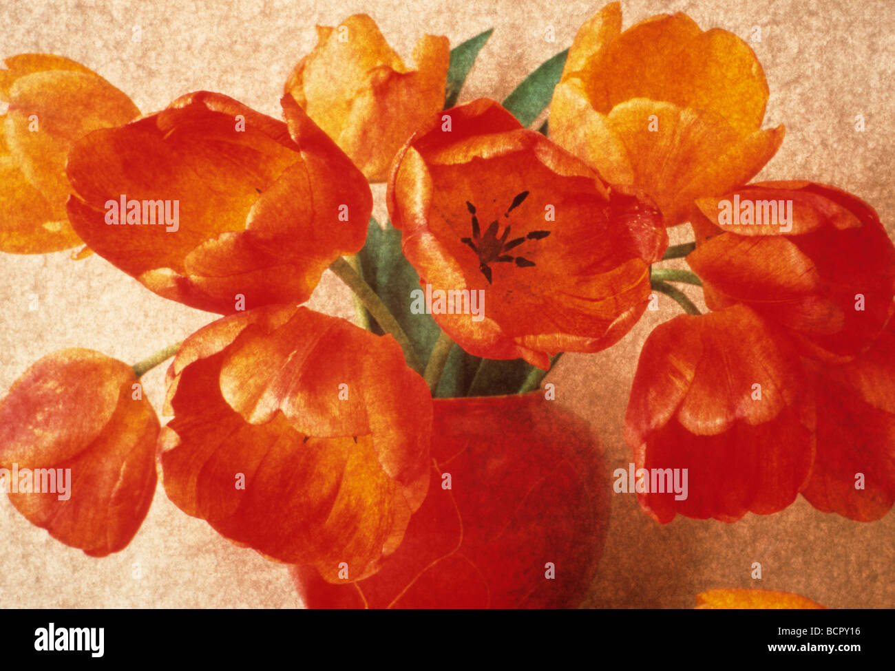 Tulipa - variété non identifié Tulip Banque D'Images