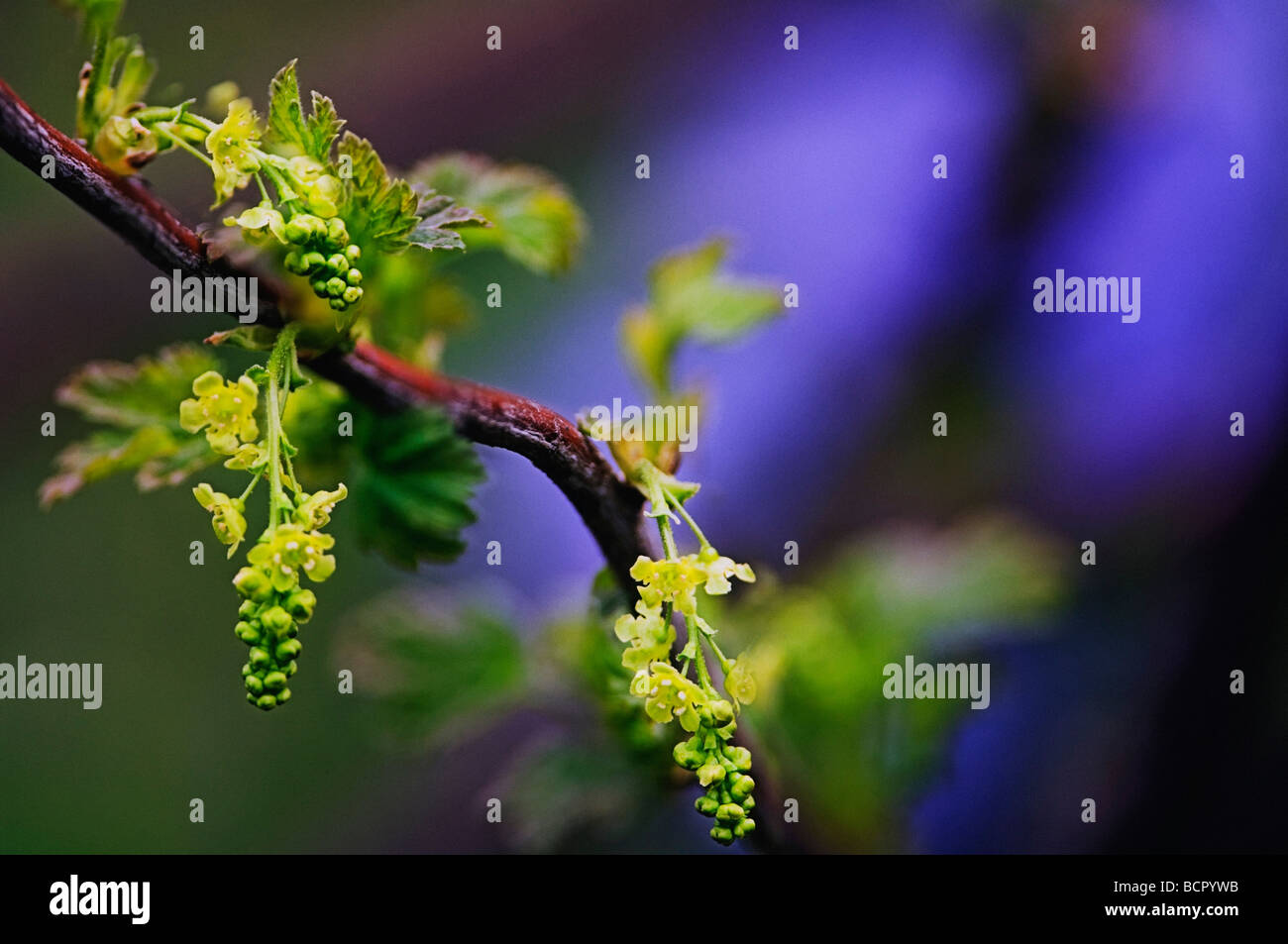 Cassis Ribes petraeum - Whitecurrant Banque D'Images