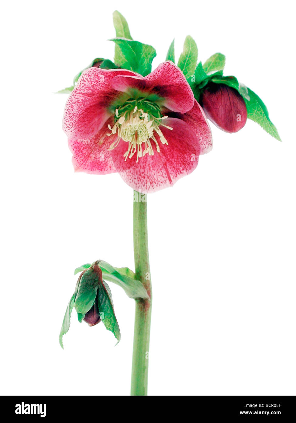 Plante, fleur, rouge, Helleborus hybridus hellébore hybride ou sur un fond blanc. Banque D'Images