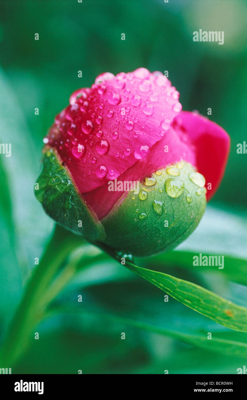 Paeonia lactiflora, pivoine, fleur rose profond unique avec les gouttelettes d'eau poussant sur un arbuste vert. Banque D'Images