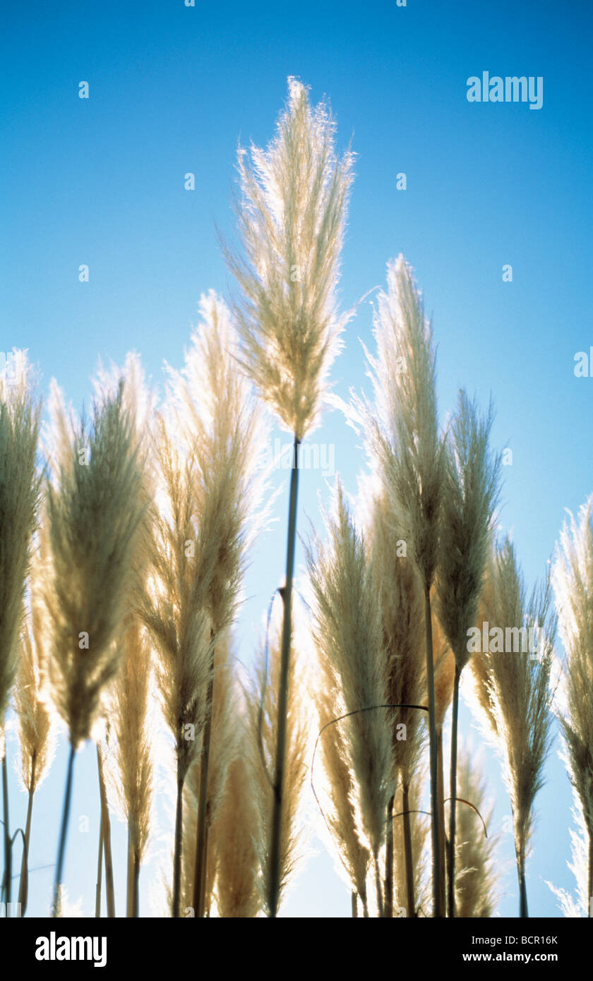 Cortaderia selloana herbe de la pampa, Banque D'Images