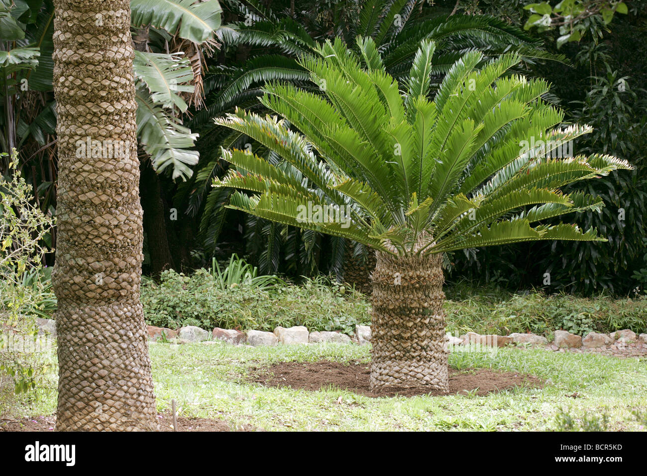 Usine de cycadales dans les jardins botaniques de Kirstenbosch Banque D'Images