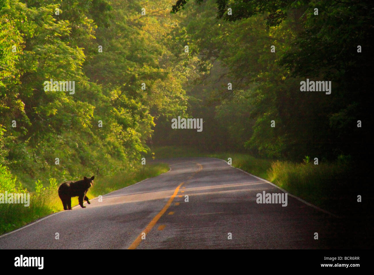 L'ours noir le Parc National Shenandoah Crossing Road Virginia Banque D'Images