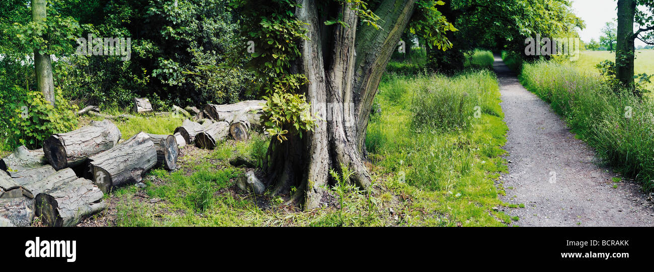 Le cœur de l'Angleterre en passant par sentier de grande forêt dans le Warwickshire Banque D'Images