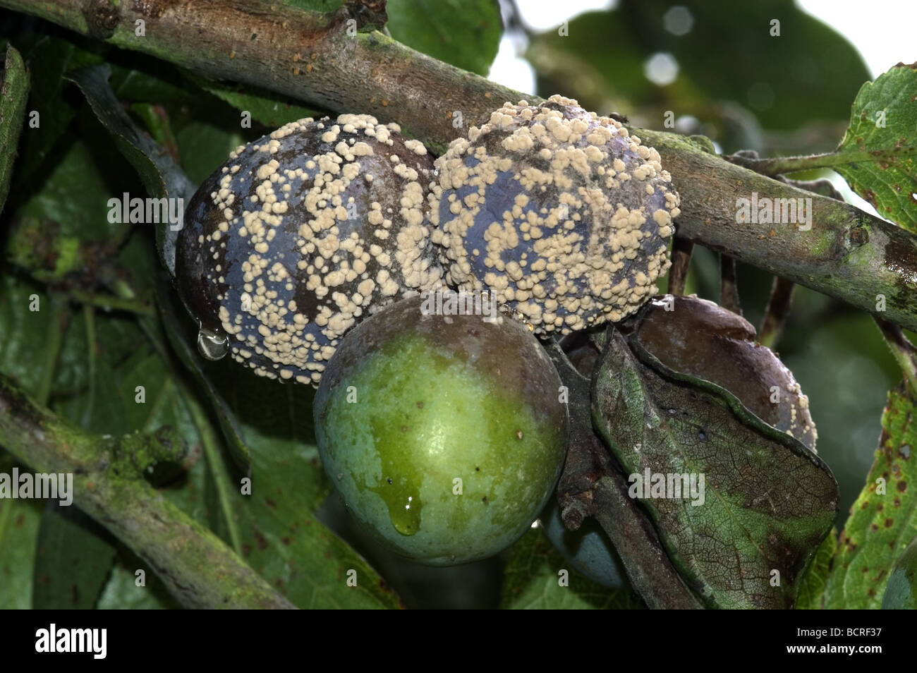 Pourriture brune Sclerotinia fructigena des fruits et la croissance du mycélium Banque D'Images