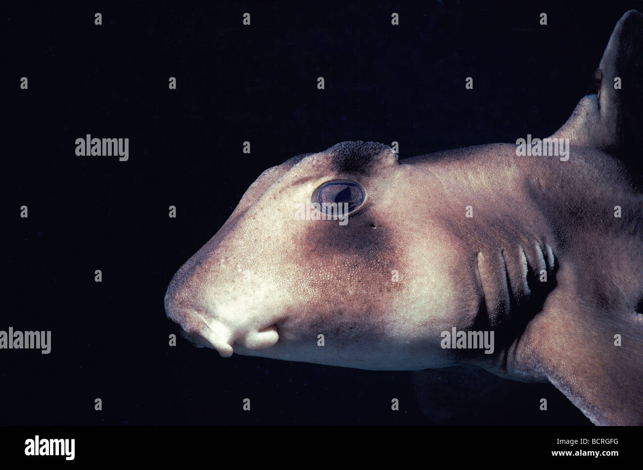 Profil du dirigeant et les branchies de requin de Port Jackson Heterodontus nuit portjacksoni au sud de l'Australie Banque D'Images