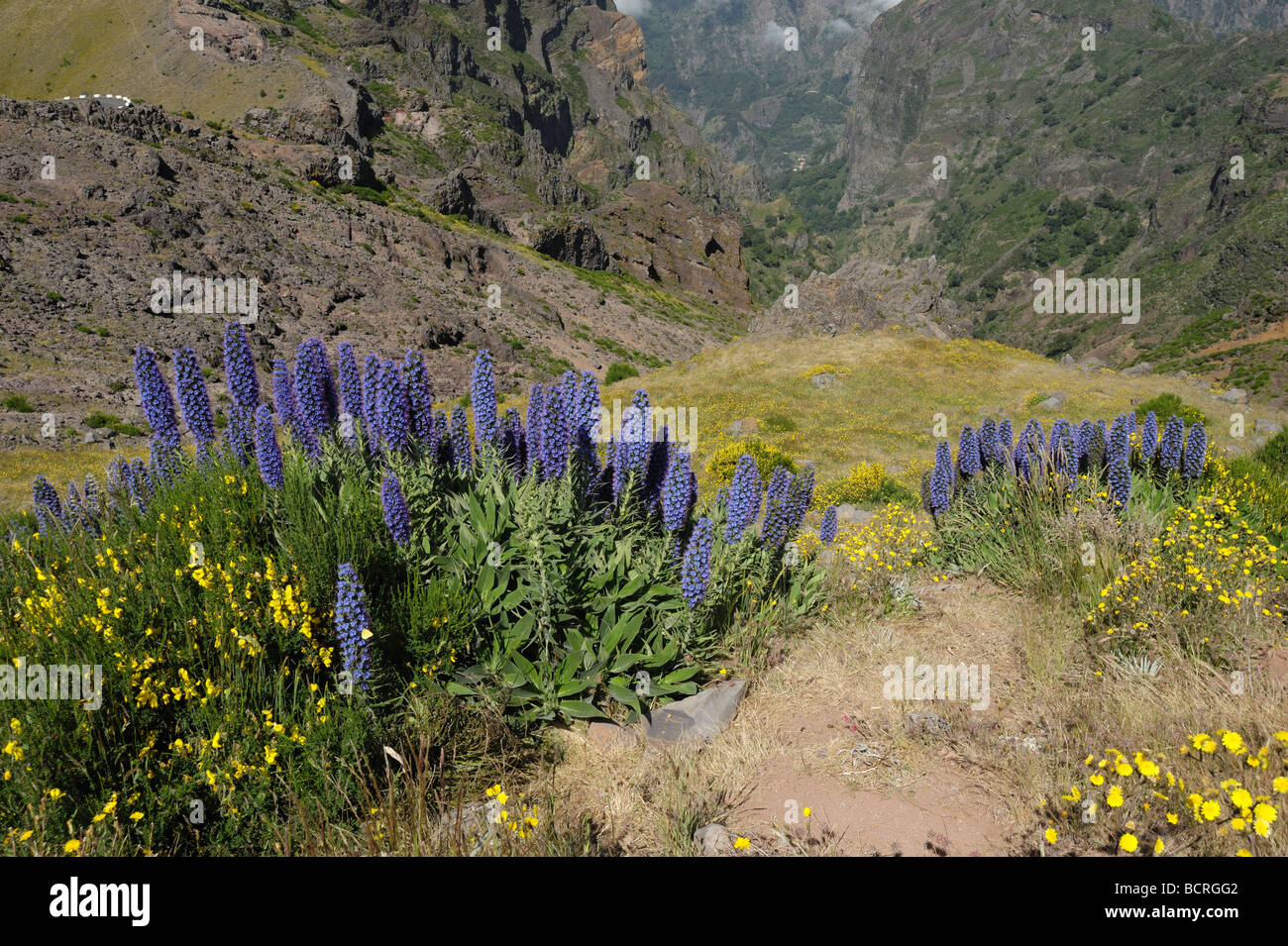 Fierté de Madère et d'autres fleurs dans un paysage de montagnes volcaniques du Pico do Arieiro de Banque D'Images