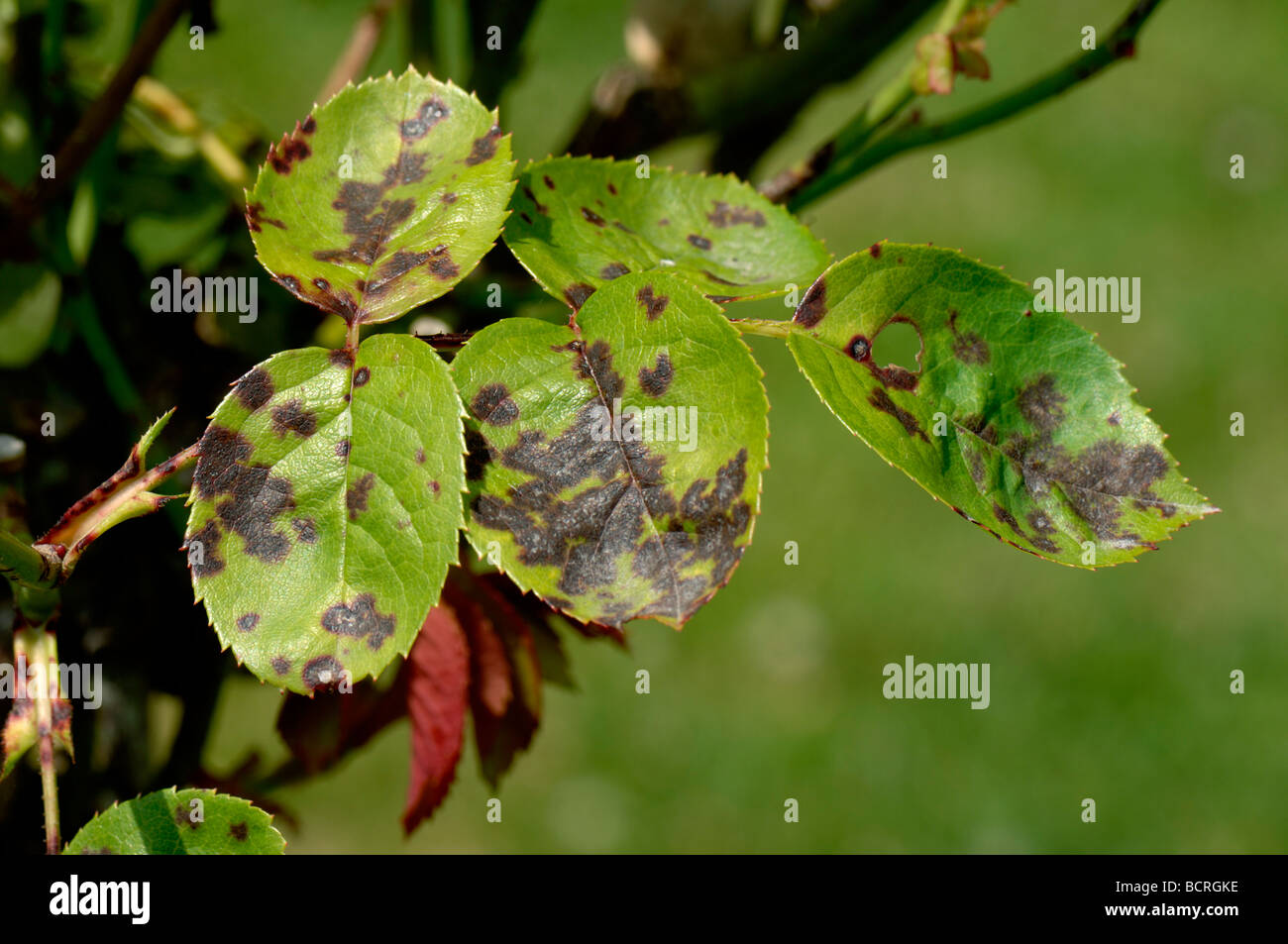 Diplocarpon rosae tache noire sur l'infection des feuilles de rose Banque D'Images Diplocarpon rosae tache noire sur l'infection des feuilles de rose Banque D'Images