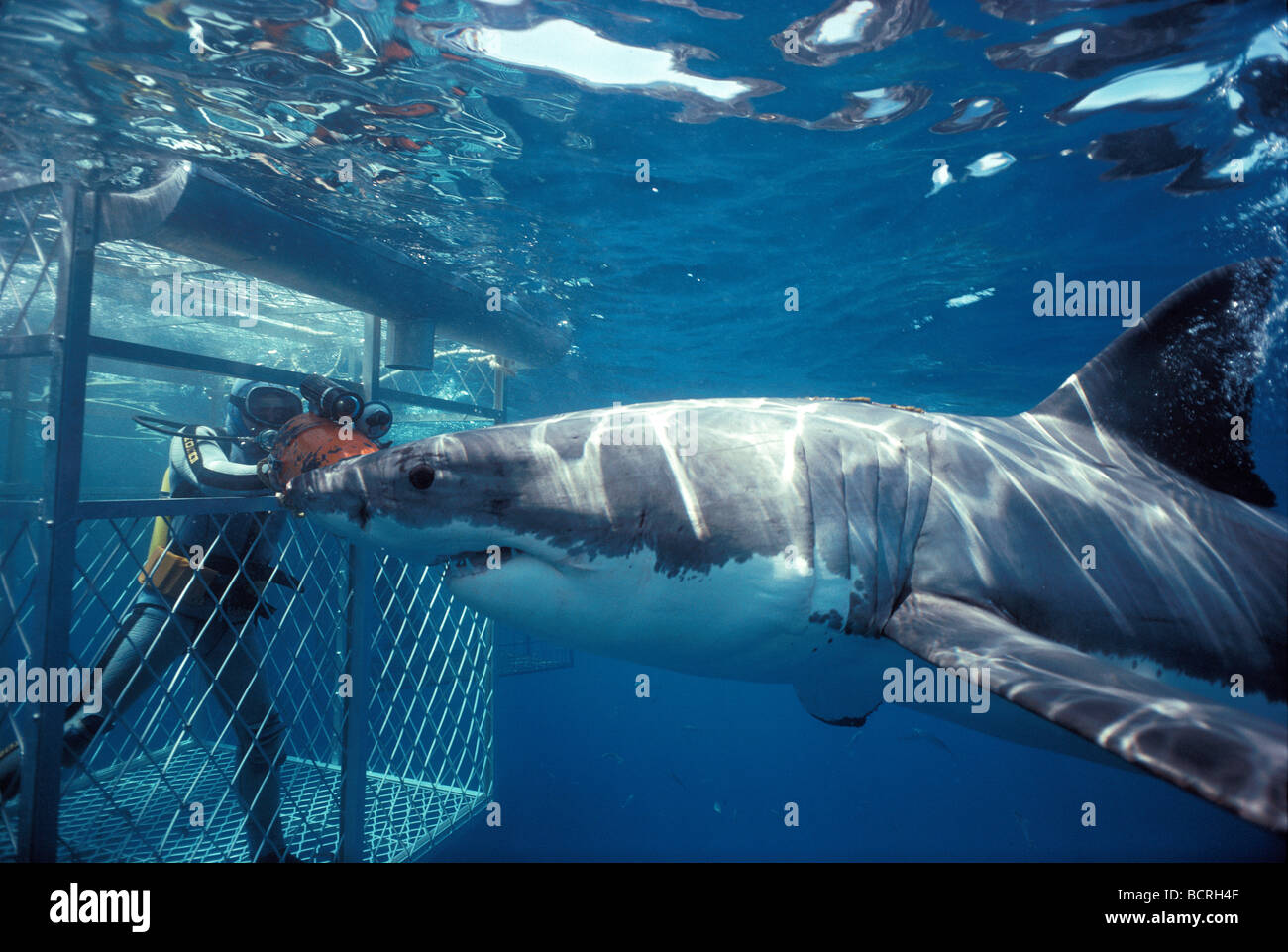 Tournage plongeur Grand requin blanc à partir de la cage de protection Banque D'Images